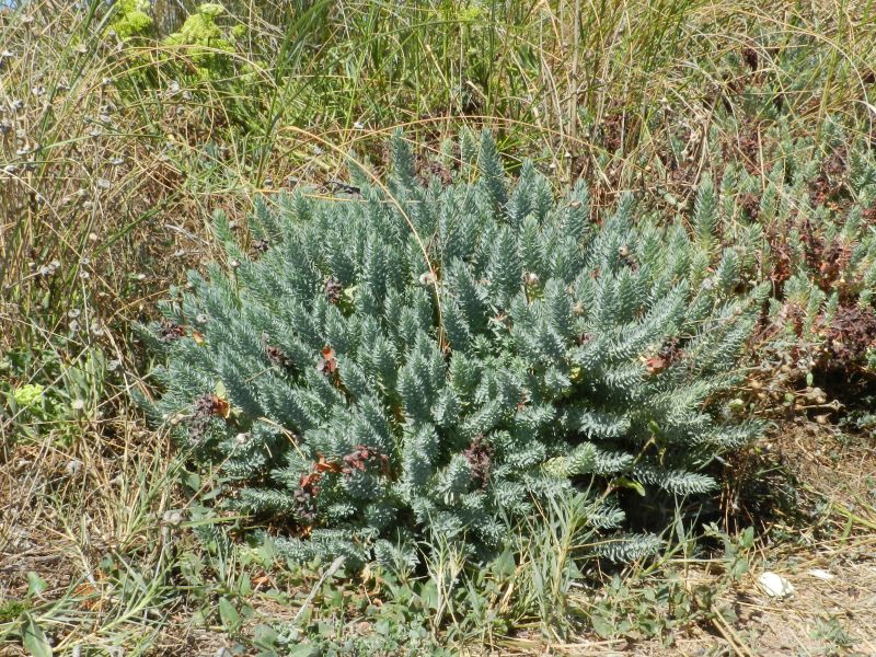 Euphorbia pithyusa